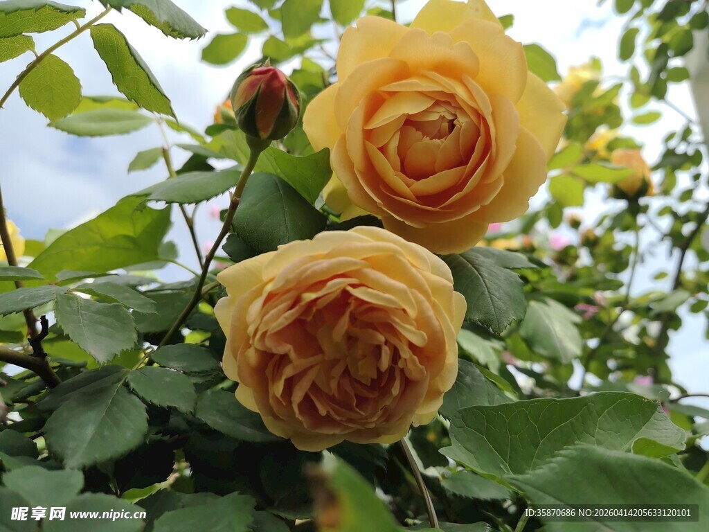 两朵绽放的金黄月季花
