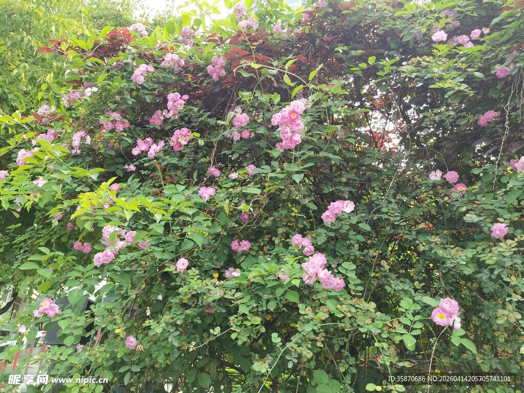 繁花满枝的美丽蔷薇