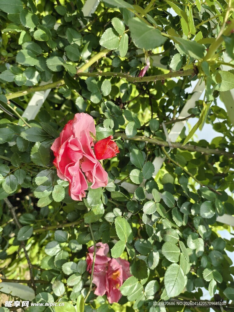 娇艳绽放的粉色月季花
