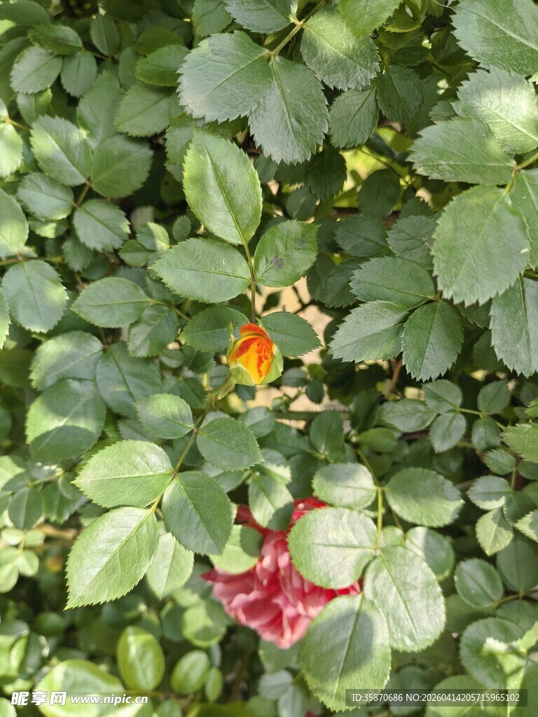 绿叶丛中娇艳花卉
