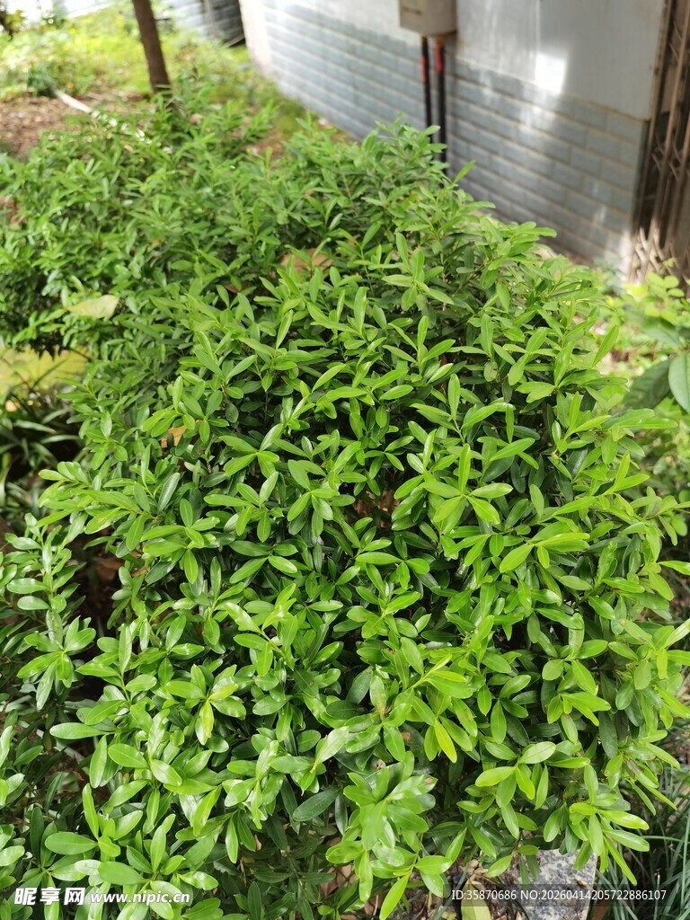 翠绿繁茂的地面绿植景观