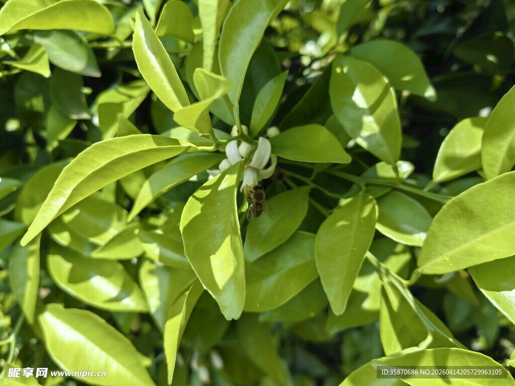 嫩绿繁茂的枝叶景象