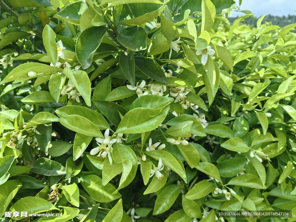 绿叶白花的繁茂植物