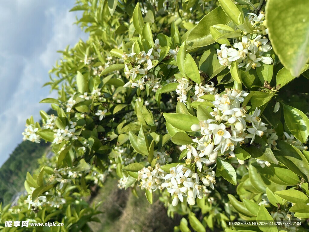 柑橘树繁花盛开