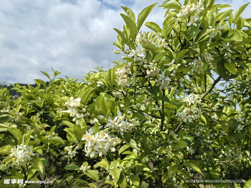 繁茂枝头绽放白色小花