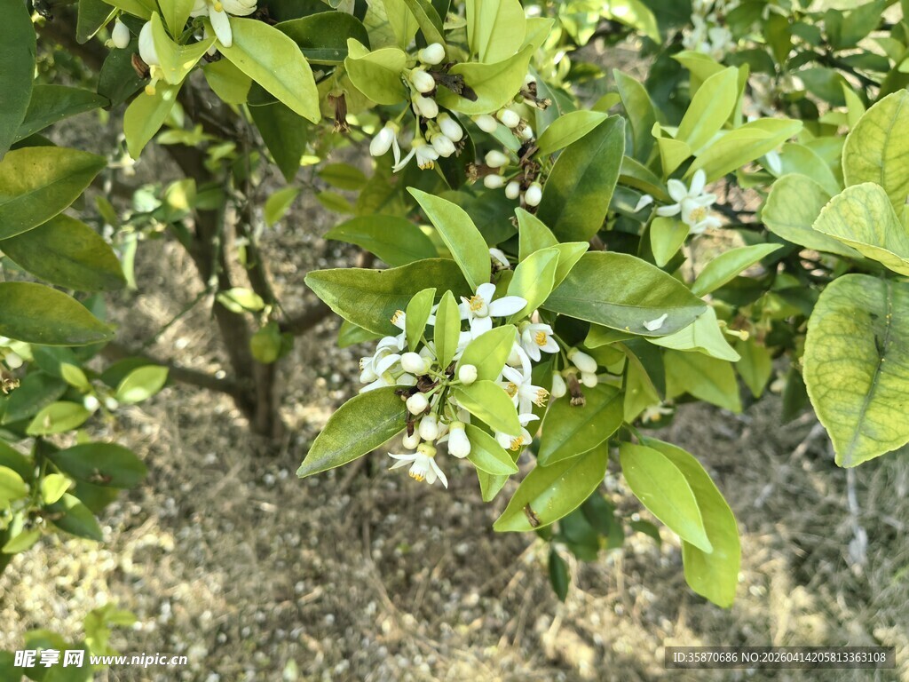 绿叶白花的繁茂植物
