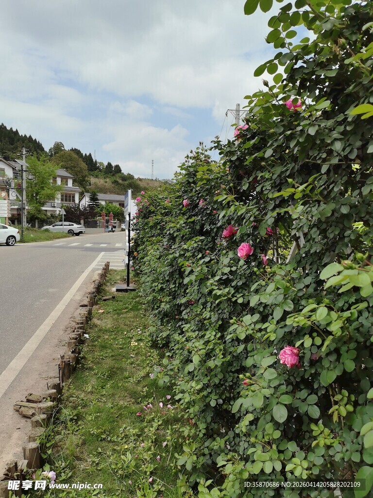 路边繁花盛开的绿植景观