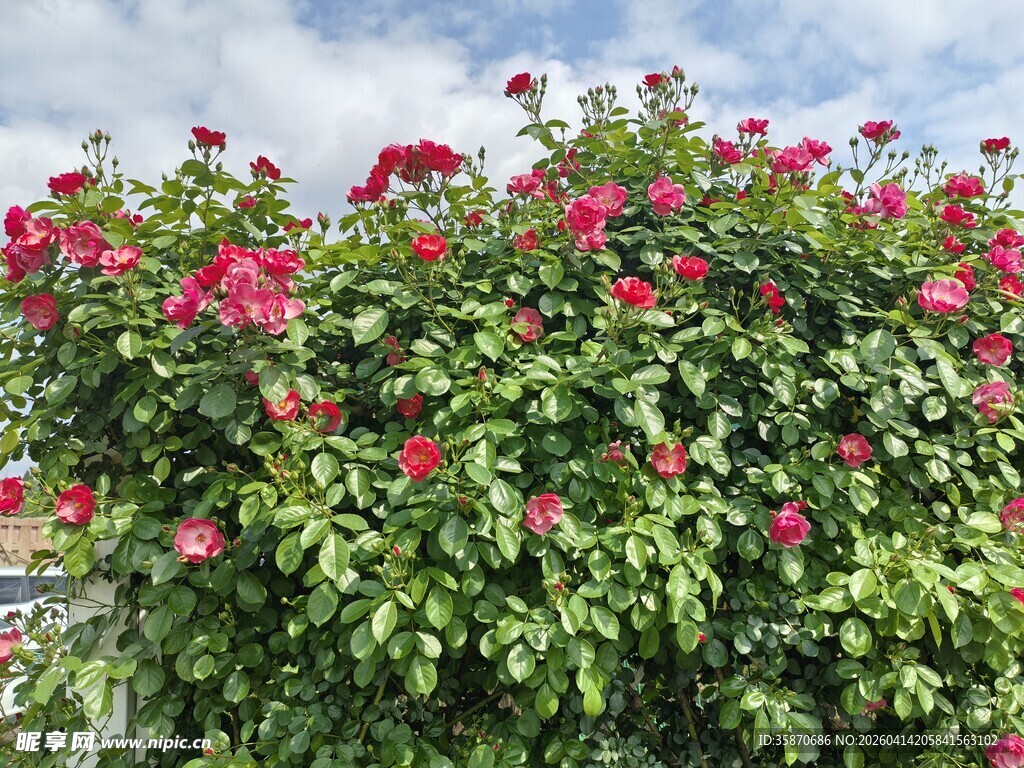 盛开的艳丽月季花墙