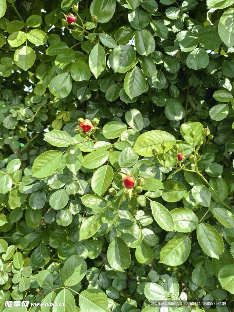 绿叶间的红色花苞