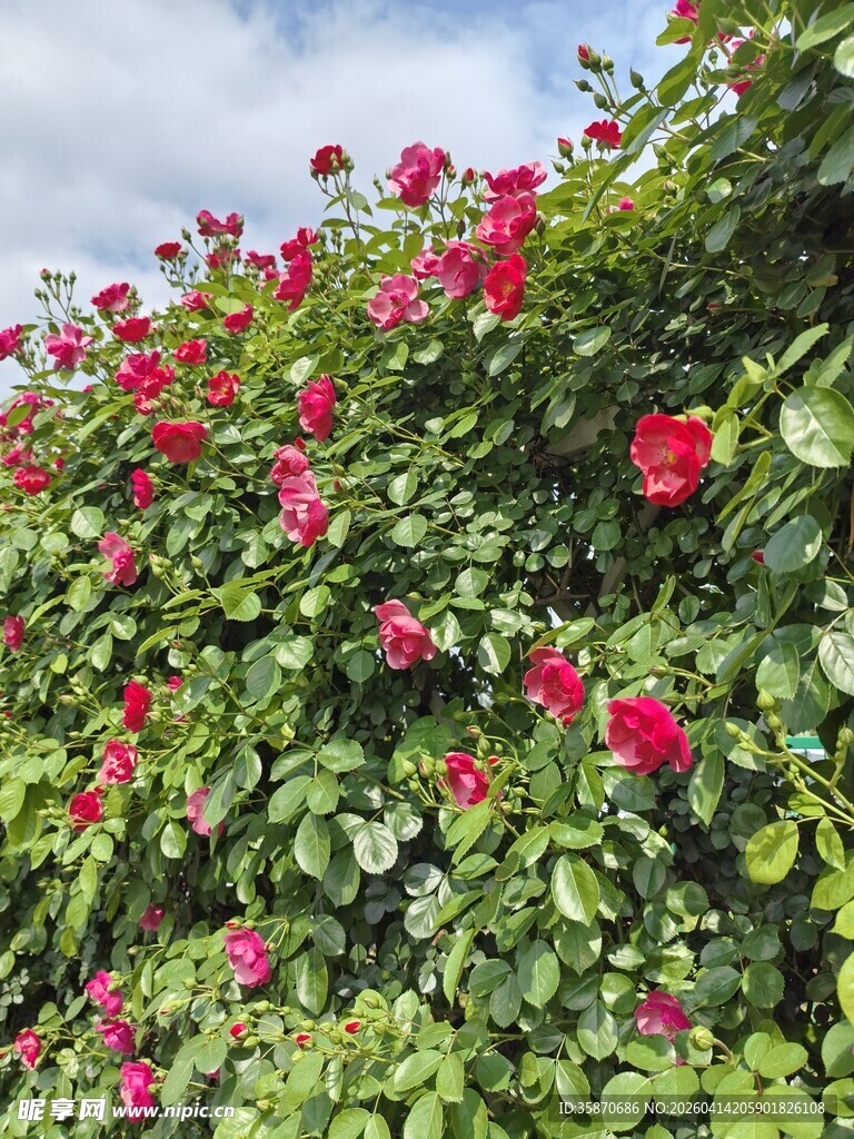 盛开的红色蔷薇花墙