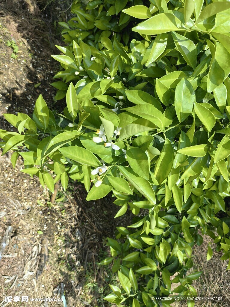 绿叶丛中的白色柑橘花