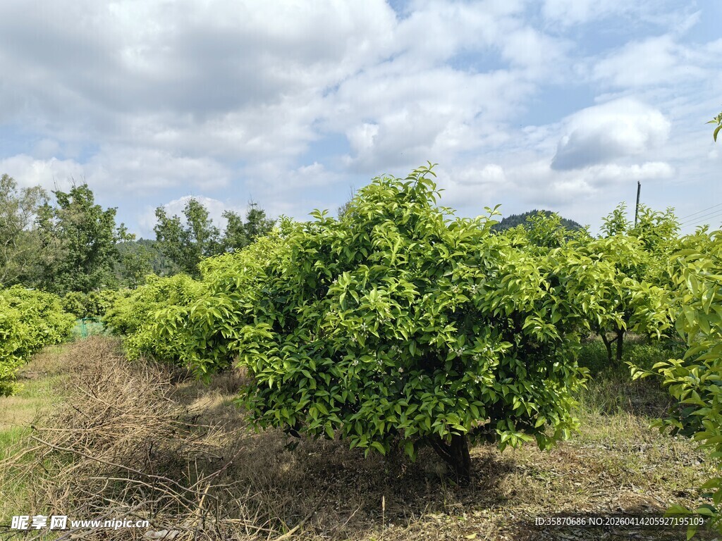 柑橘果园绿意盎然