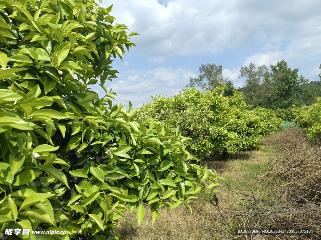 绿意盎然的柑橘种植园