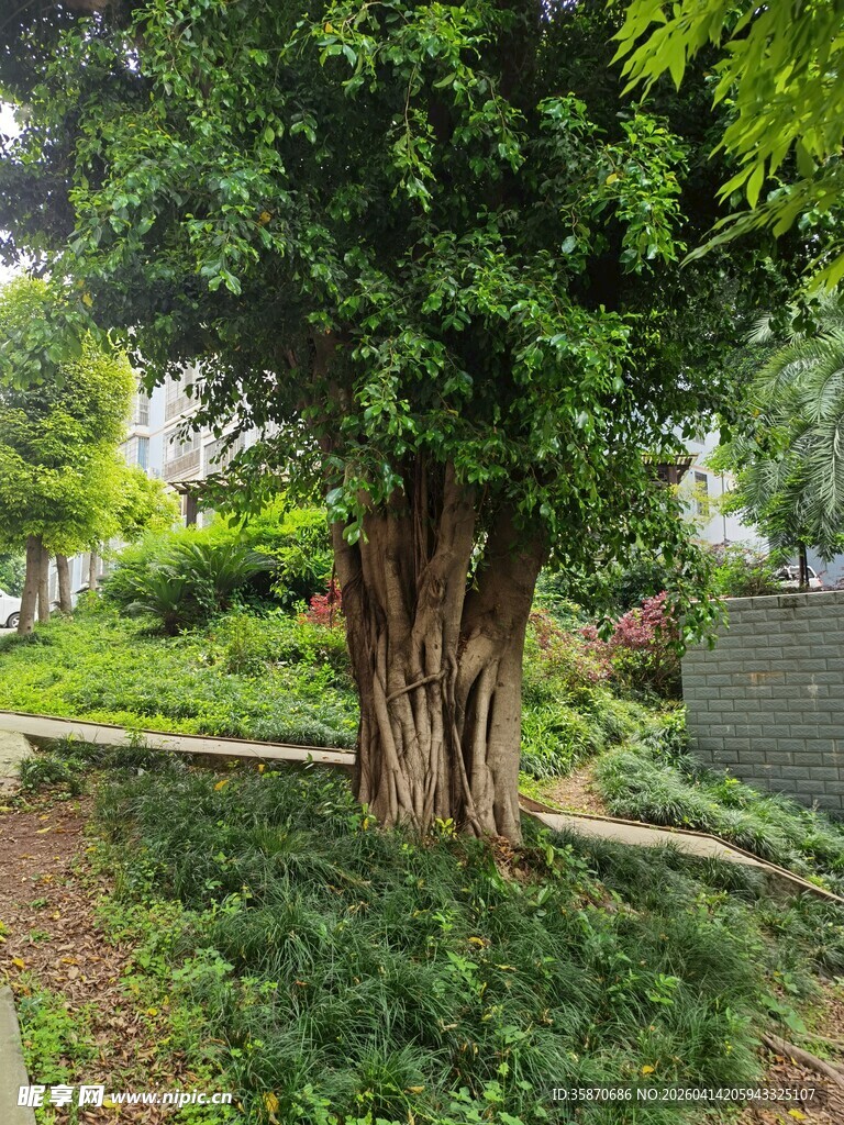 公园中葱郁茂盛的大树