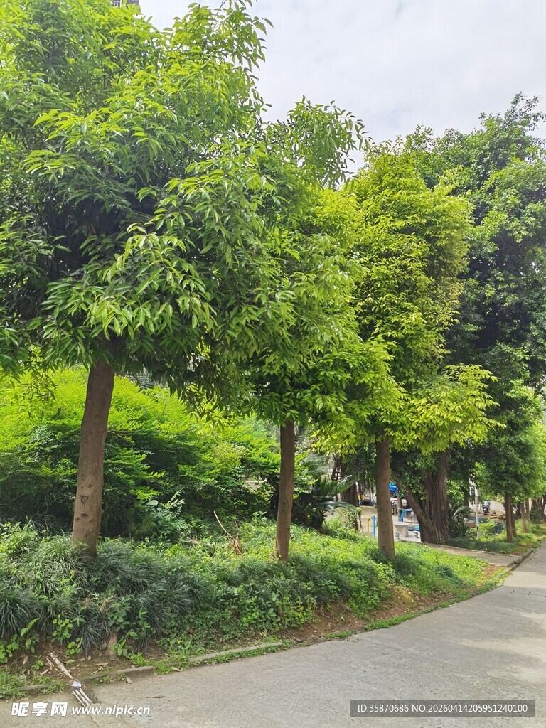 绿意盎然的林荫小道