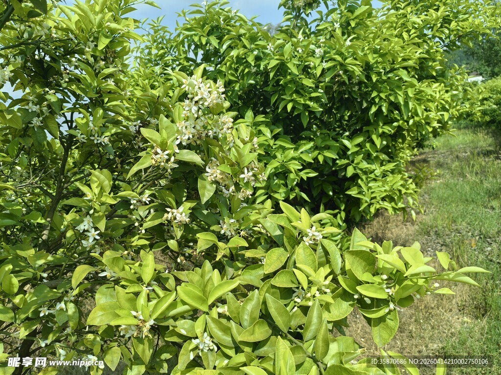 绿意盎然的繁茂植物景观