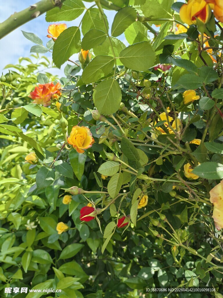 繁花绿叶间的明艳景致