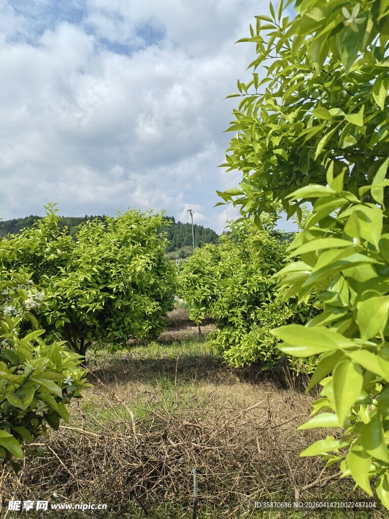 绿意盎然的林间果园小道