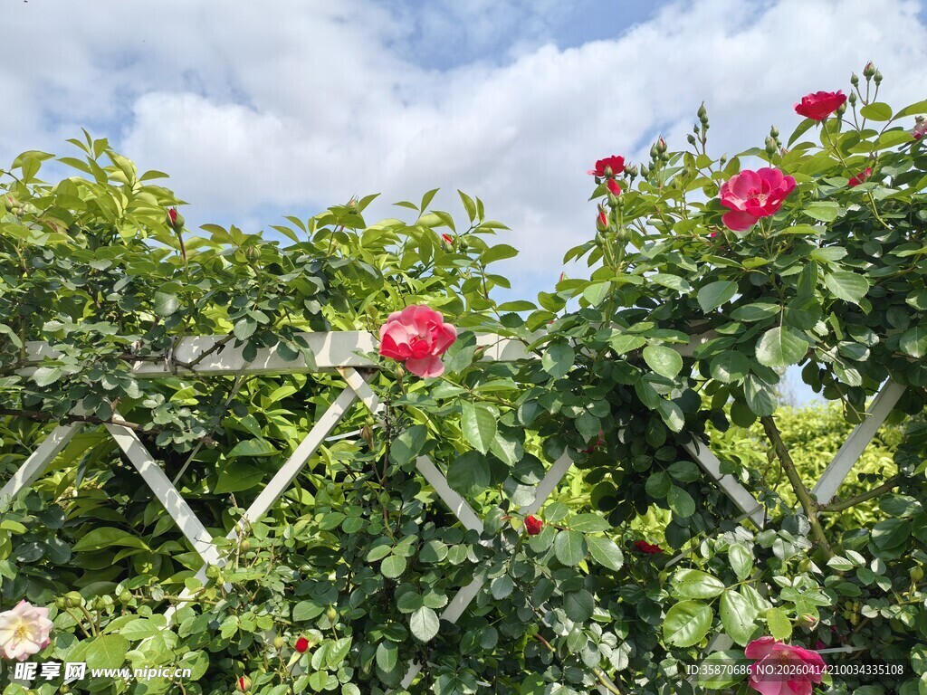 蔷薇攀爬木架绽放美景
