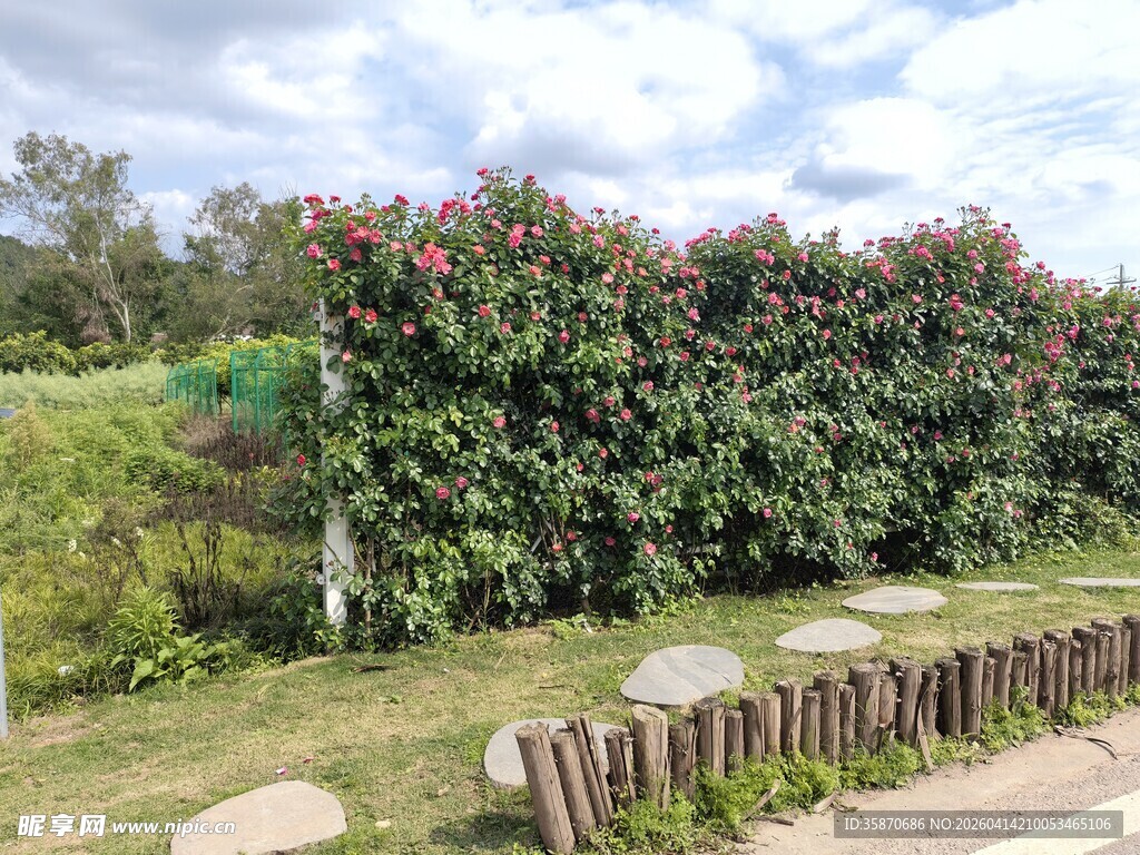 花园绿植景观木栏小径