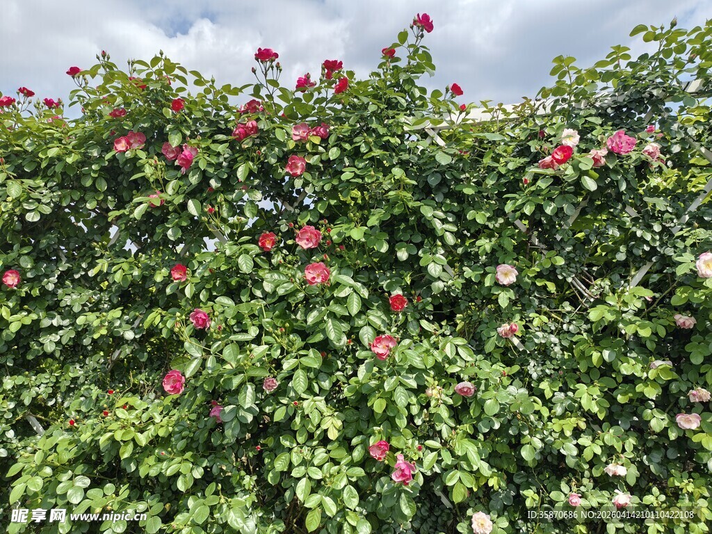 繁花绿叶的茂盛植物墙