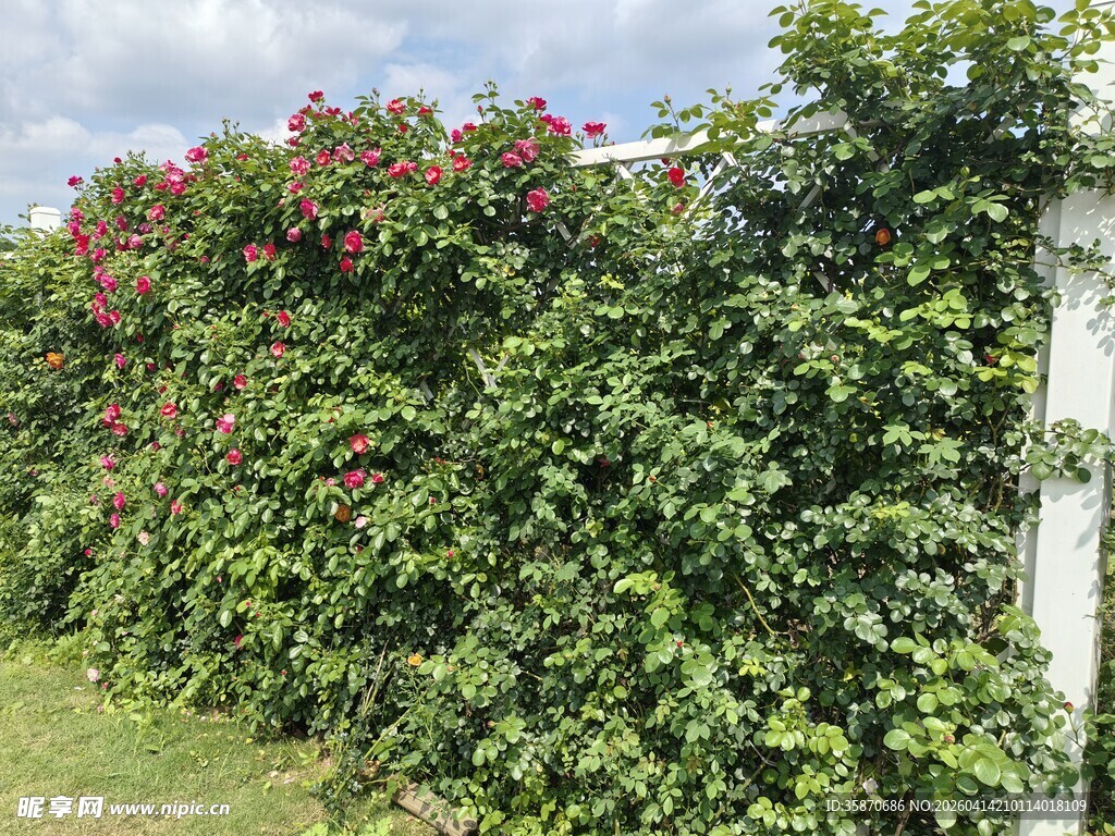 繁花绿植装点的美丽围墙
