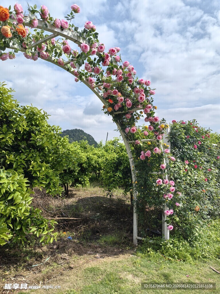 花卉拱门装点美丽花园