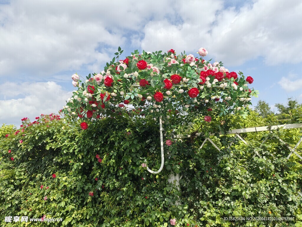 盛开的红蔷薇花伞打卡点