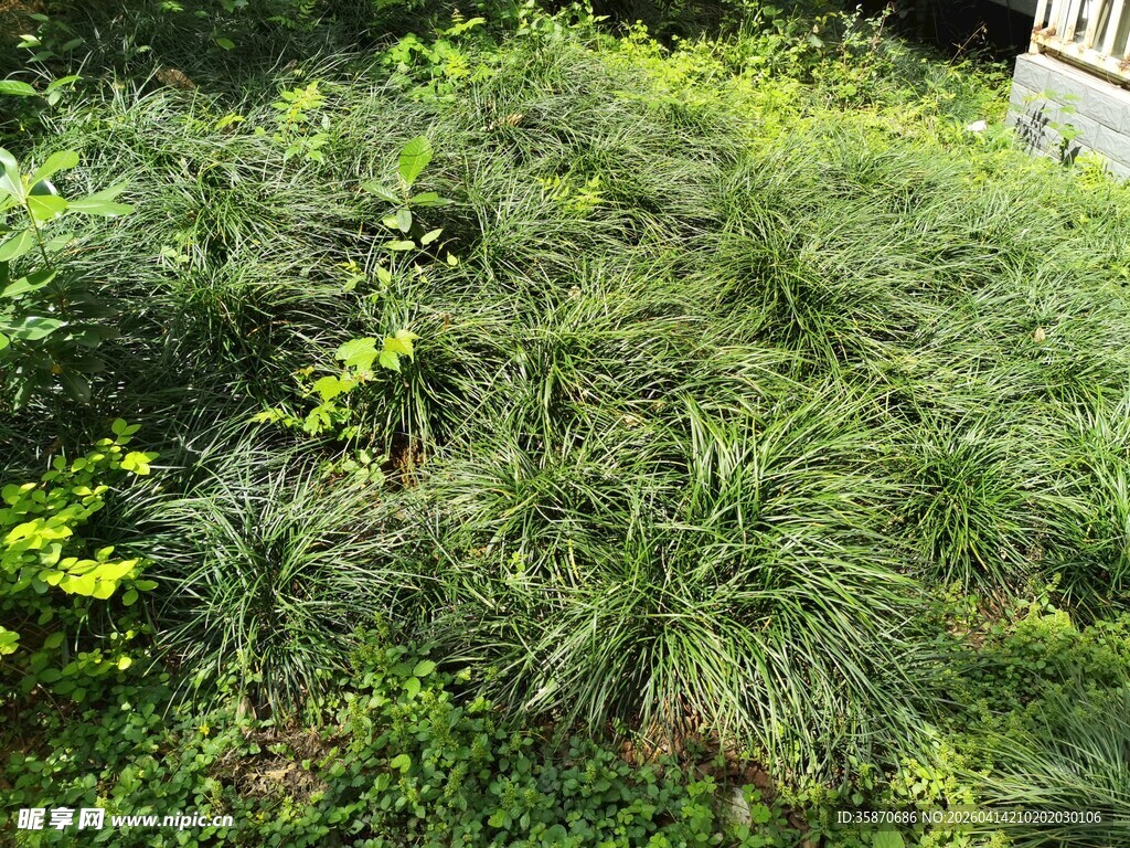 繁茂绿植景观