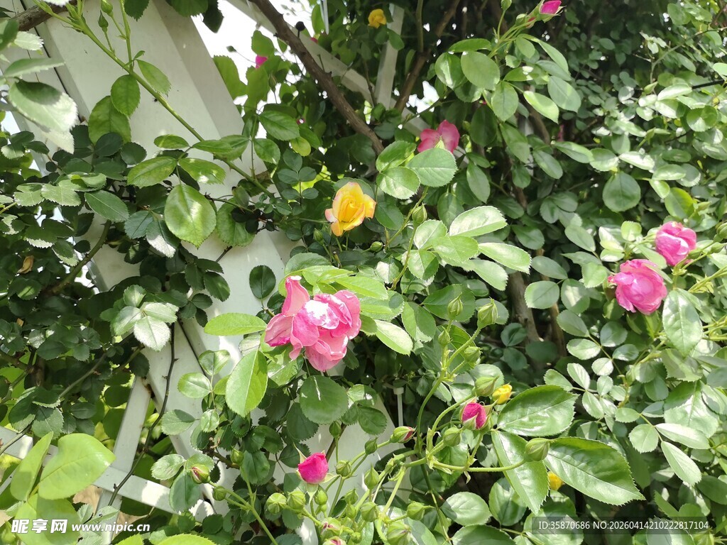 绿叶繁花间的美丽景致