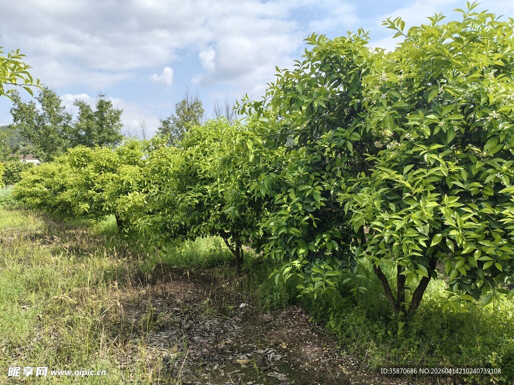 果园绿树成荫景象