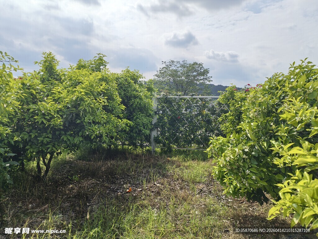 绿意盎然的果园风光