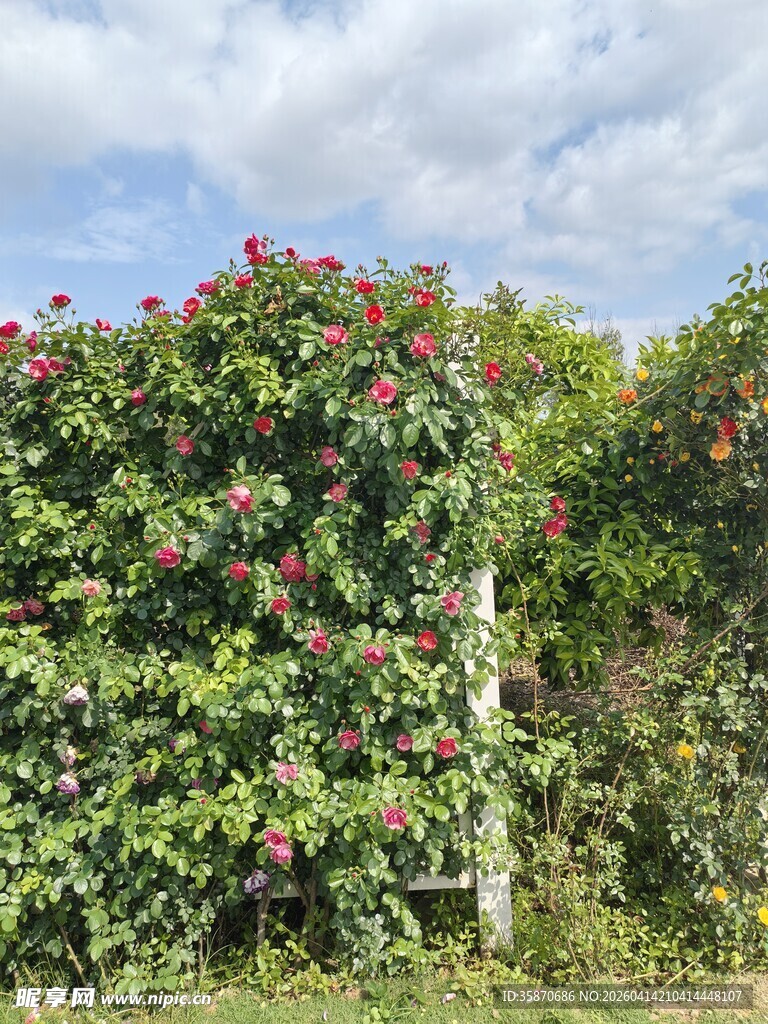 繁花爬满的绿植围栏