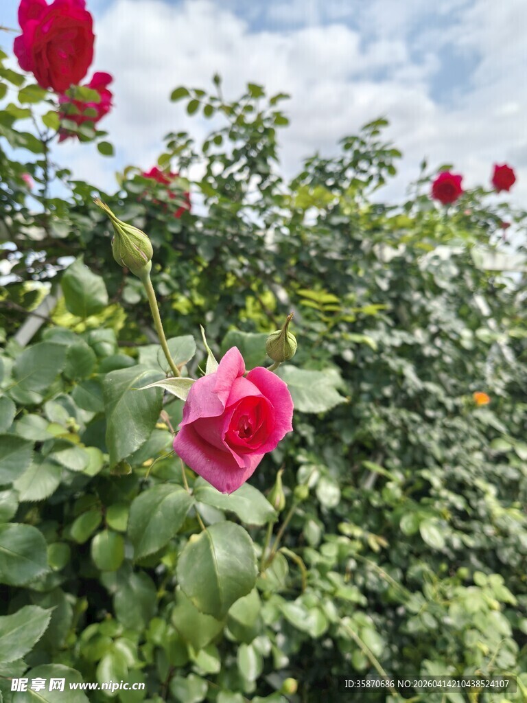 娇艳红玫瑰绽放于绿叶间