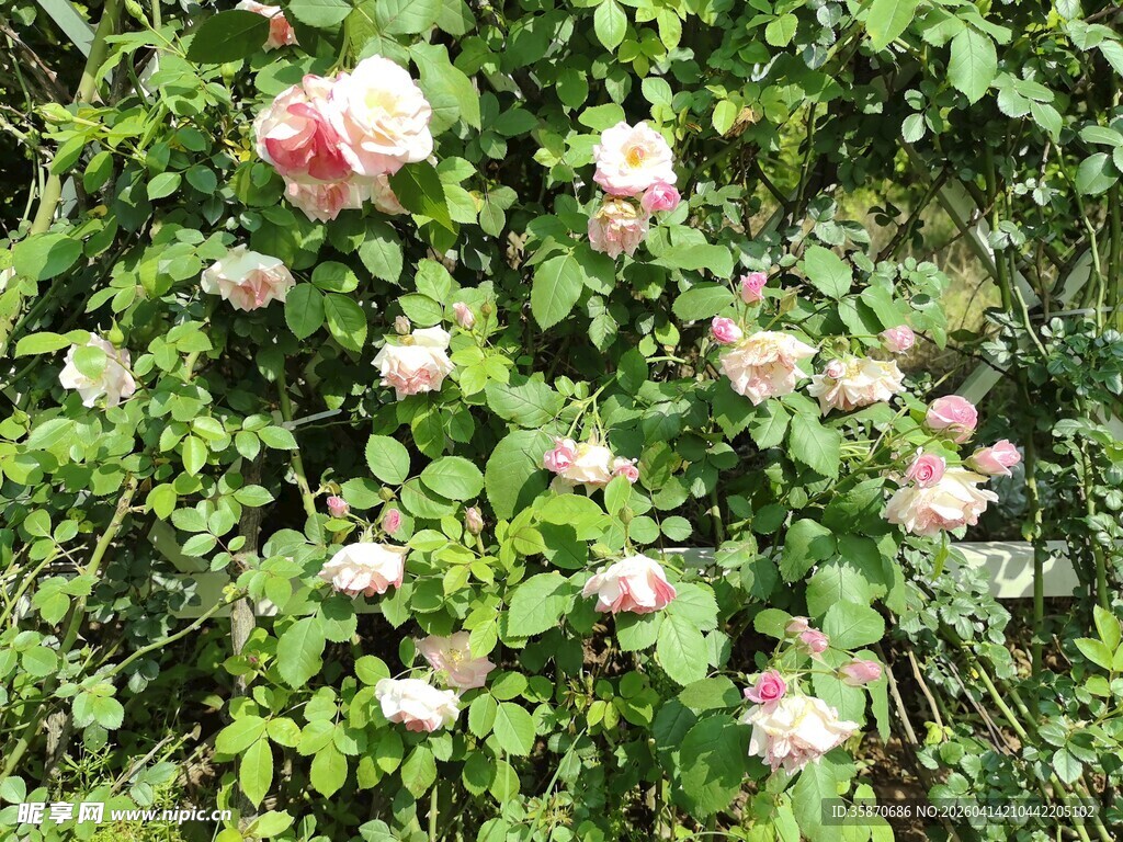 蔷薇花丛绽放美丽花朵