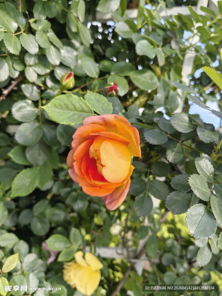 娇艳双色月季花绽放