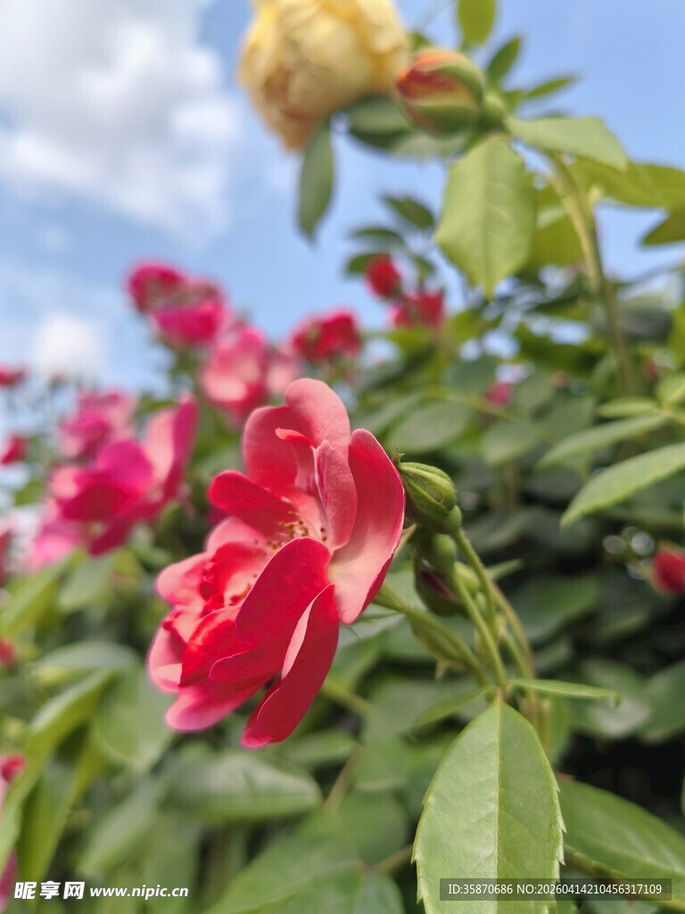 娇艳绽放的美丽月季花