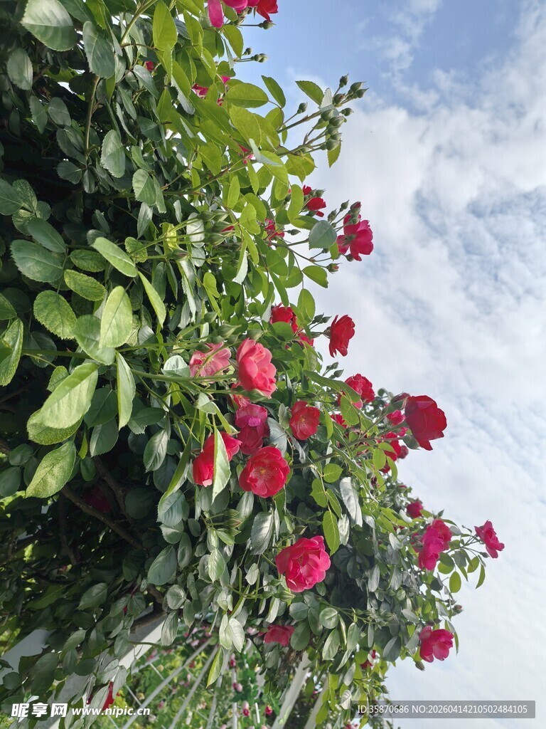蓝天映衬下的艳丽红玫瑰