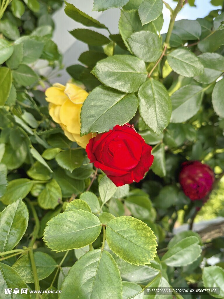 多彩玫瑰绽放绿叶间