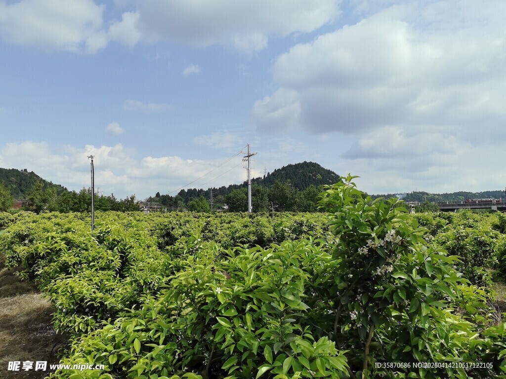 绿意盎然的果园风景