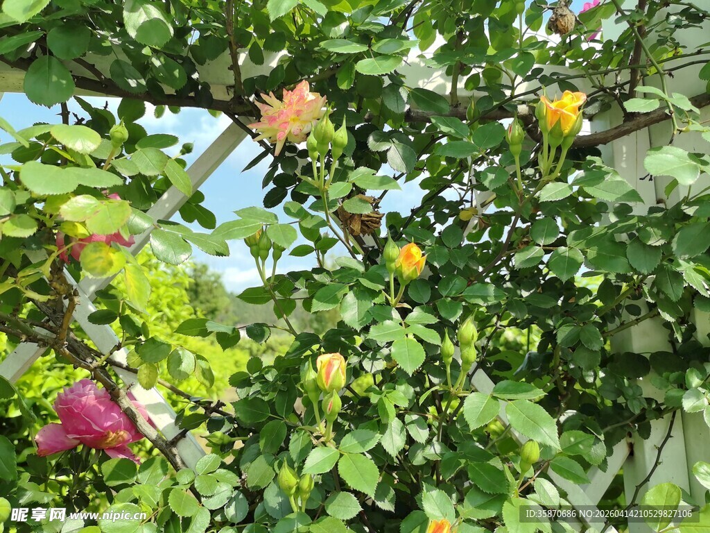 多彩花卉攀爬于绿植间