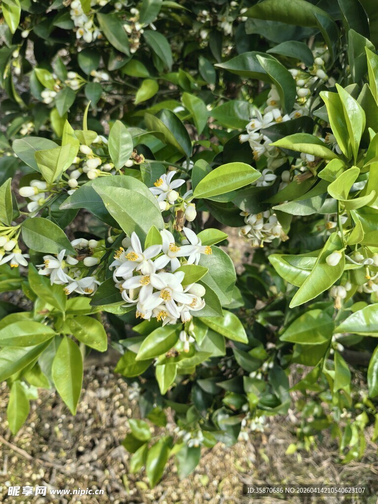 绿叶丛中的白色柑橘花