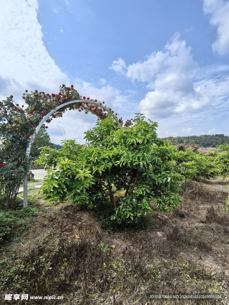 自然景观中的虬枝绿植