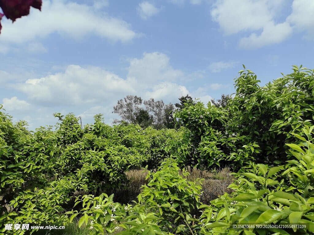 绿意盎然的繁茂植物景观