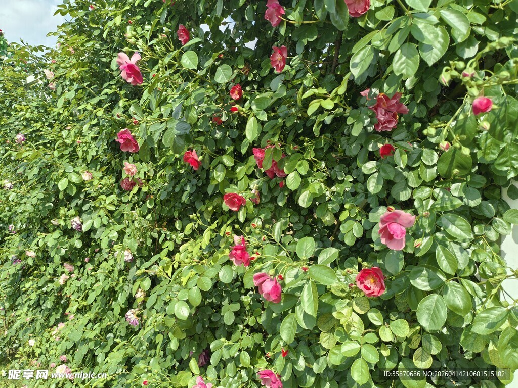 蔷薇花攀爬绿植景观