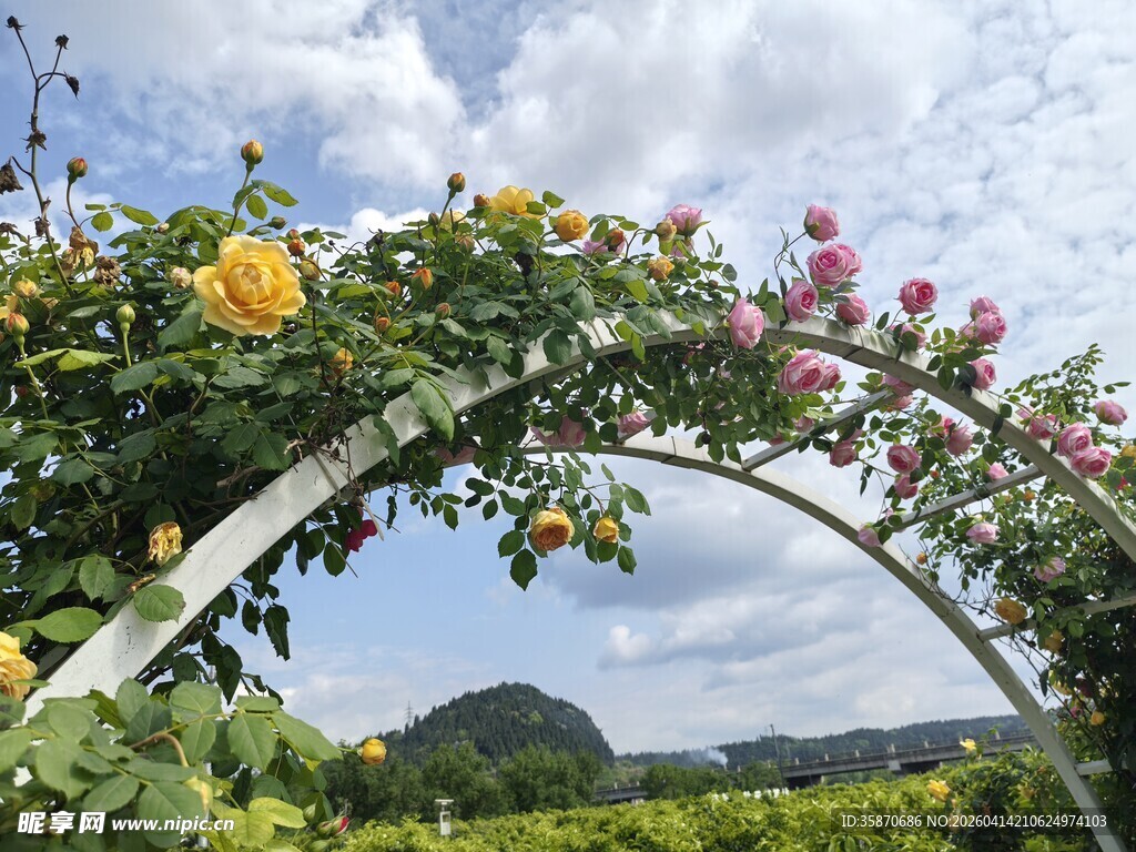 浪漫花卉拱门田园美景