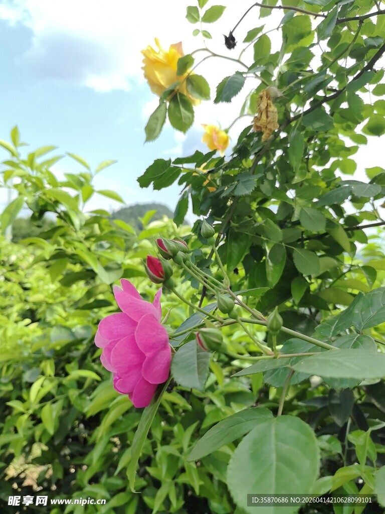娇艳绽放的多彩花卉