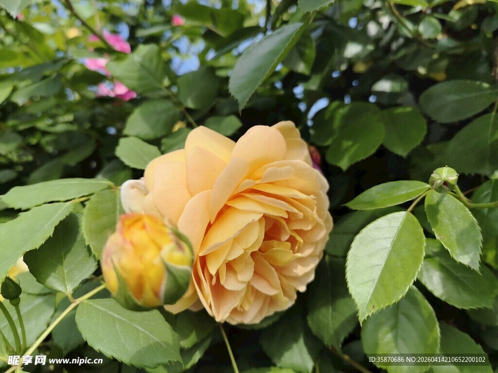 黄玫瑰绽放于绿叶间