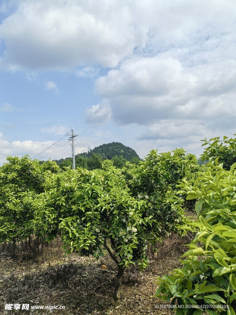 绿意盎然的果园风光