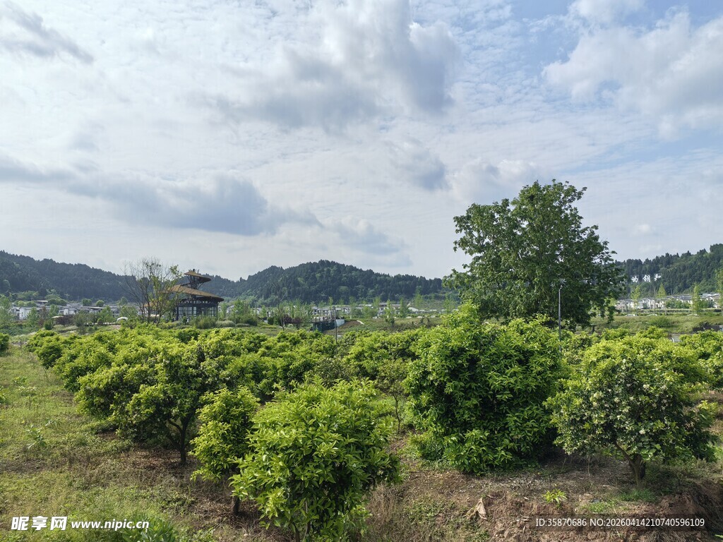 田园柑橘林绿意盎然